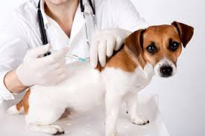Cães e gatos são vacinados contra a raiva em Piraí