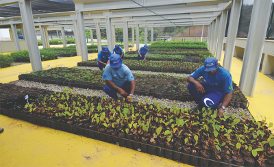 funcionários da prefeitura de piraí plantam mudas florestais doadas pela Cedae