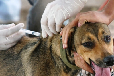 Começou esta semana a campanha de vacinação contra raiva para cães e gatos
