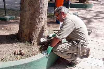 Secretaria de Meio Ambiente está realizando recuperação das árvores nas praças