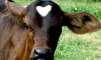Inseminação Artificial em bovinos melhora cenário da pecuária